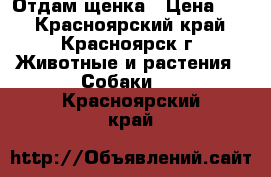 Отдам щенка › Цена ­ 1 - Красноярский край, Красноярск г. Животные и растения » Собаки   . Красноярский край